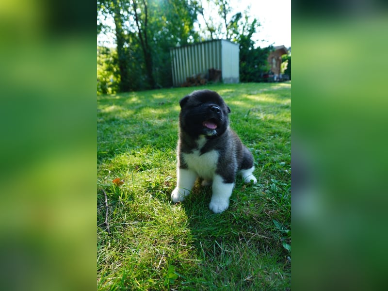 Amerikanische Akita