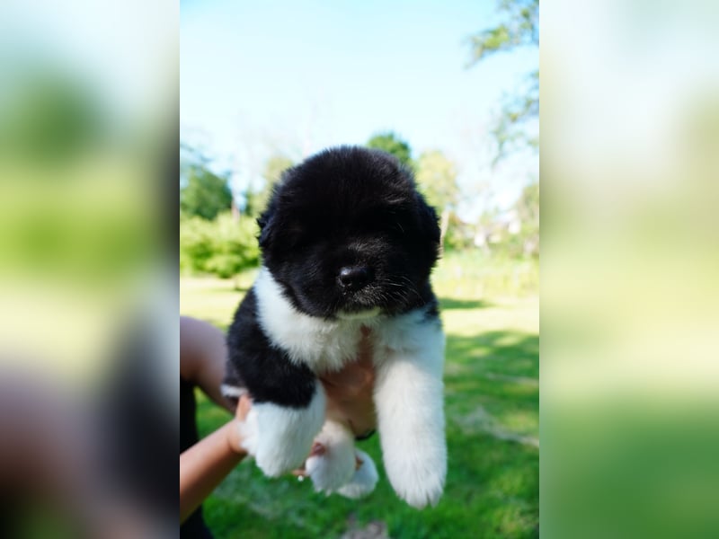 Amerikanische Akita