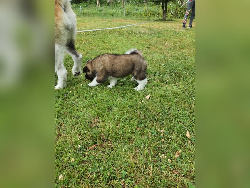 Amerikanische Akita