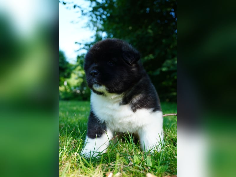 Amerikanische Akita