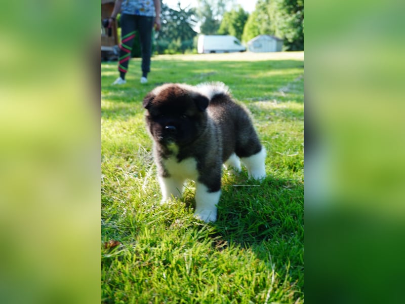 Amerikanische Akita