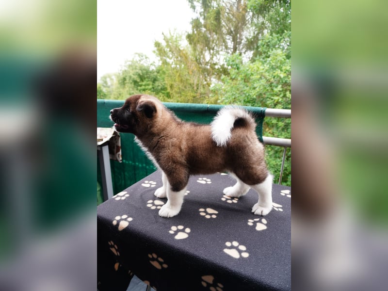 Amerikanische Akita