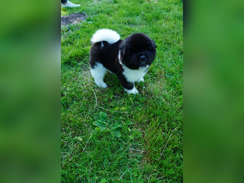 Amerikanische Akita
