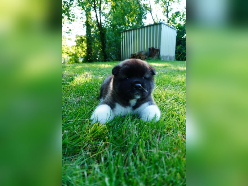 Amerikanische Akita