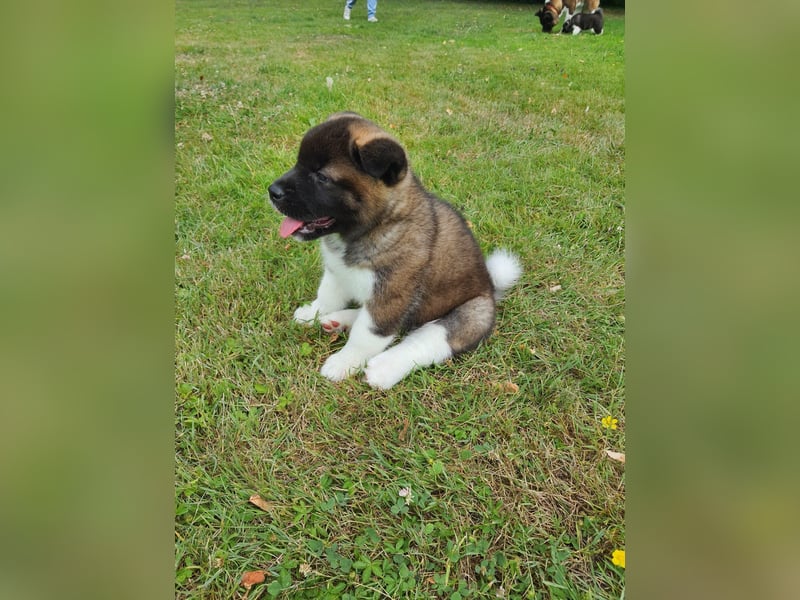 Amerikanische Akita