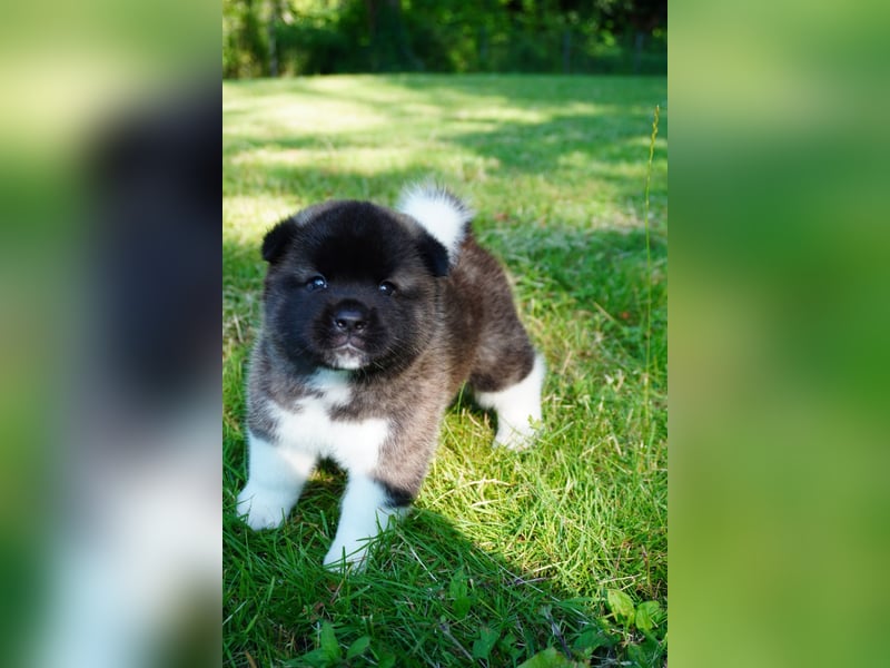 Amerikanische Akita