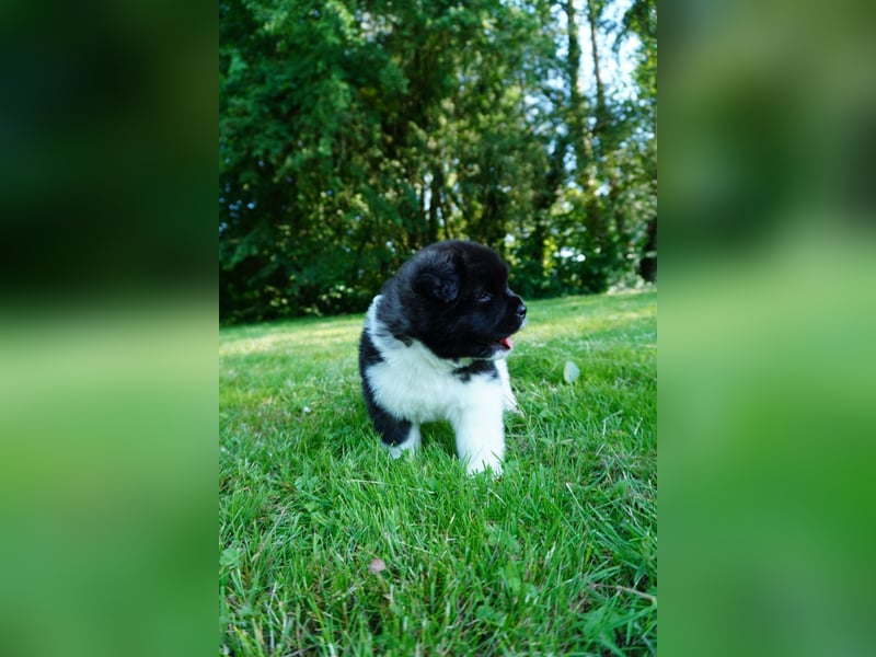 Amerikanische Akita