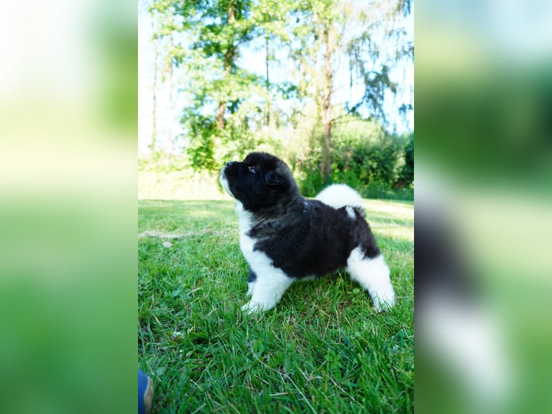 Amerikanische Akita