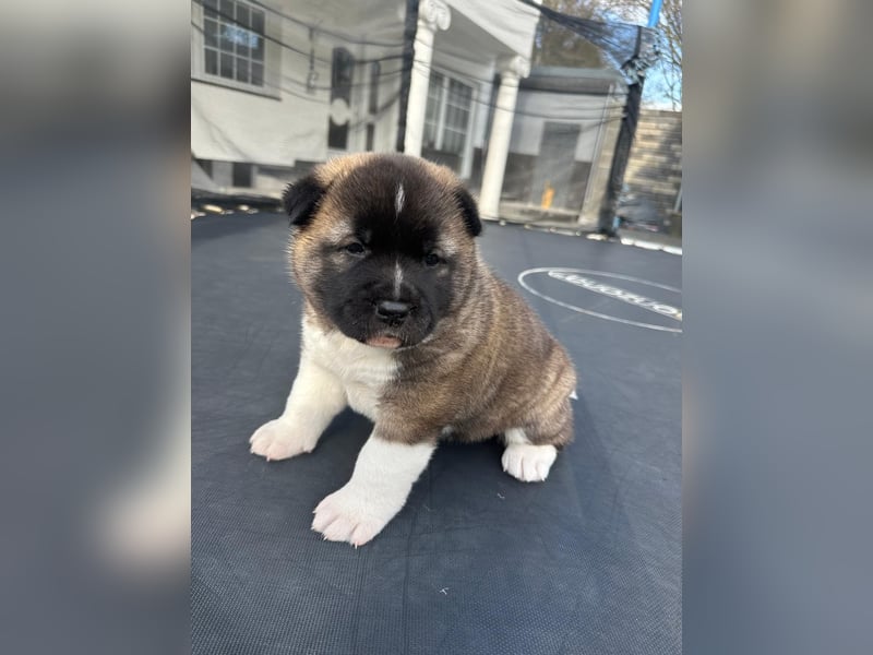 American Akita Welpen