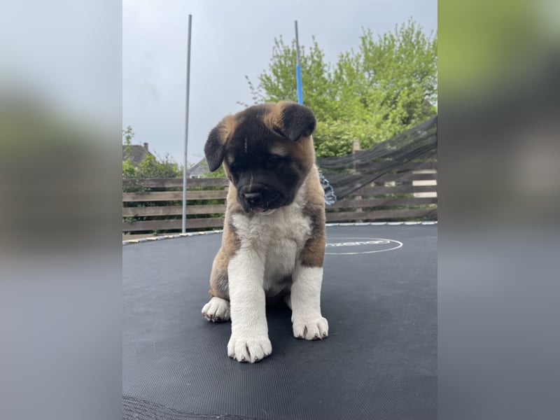American Akita Welpen