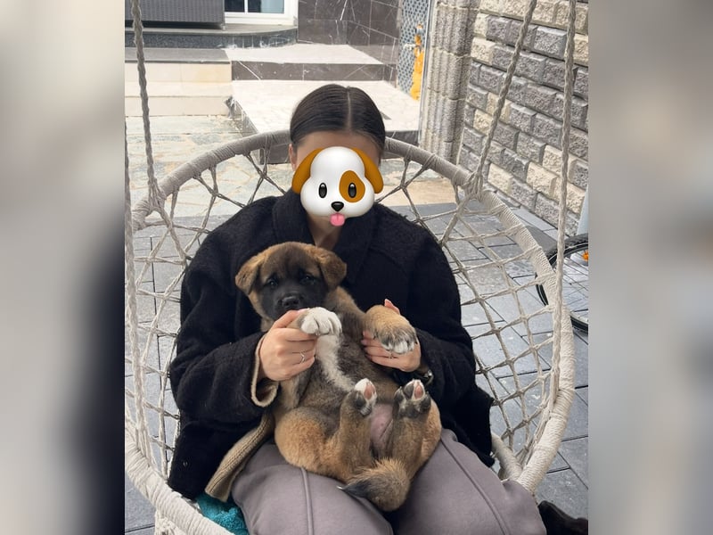 American Akita Welpen