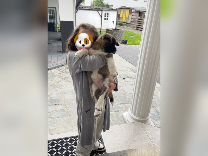 American Akita Welpen