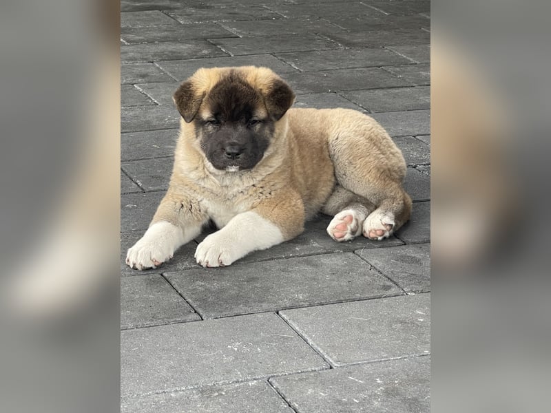 American Akita Welpen
