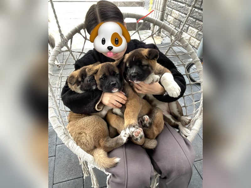American Akita Welpen