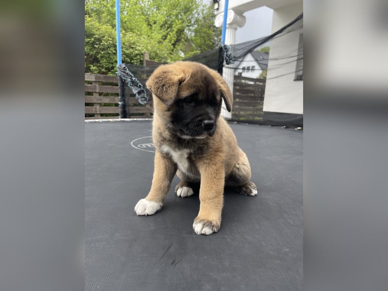 American Akita Welpen