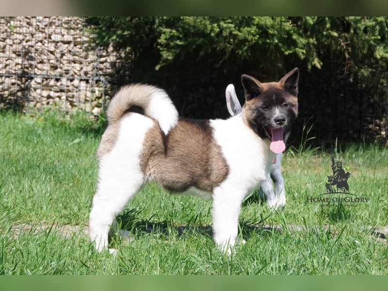 Echte reinrassiger American Akita Hündin