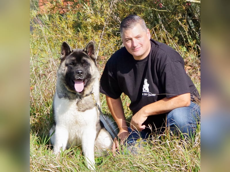 Echte reinrassige American Akita Welpen