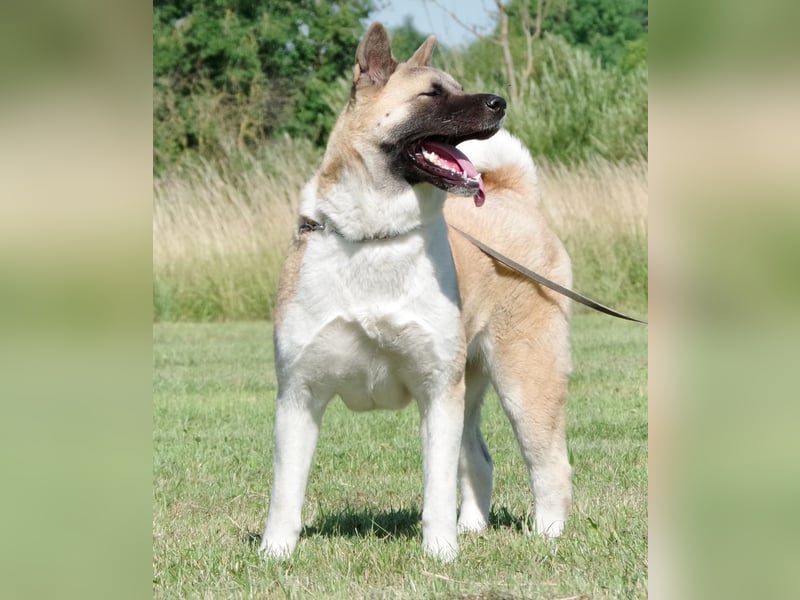 Echte reinrassige American Akita Welpen