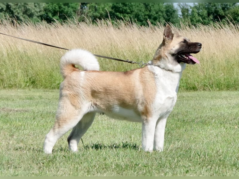 Echte reinrassige American Akita Welpen