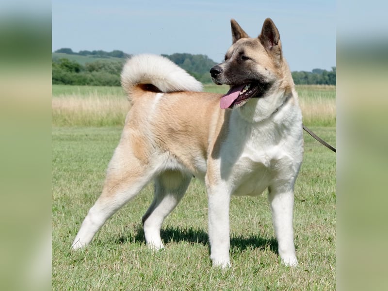 Echte reinrassiger American Akita Hündin