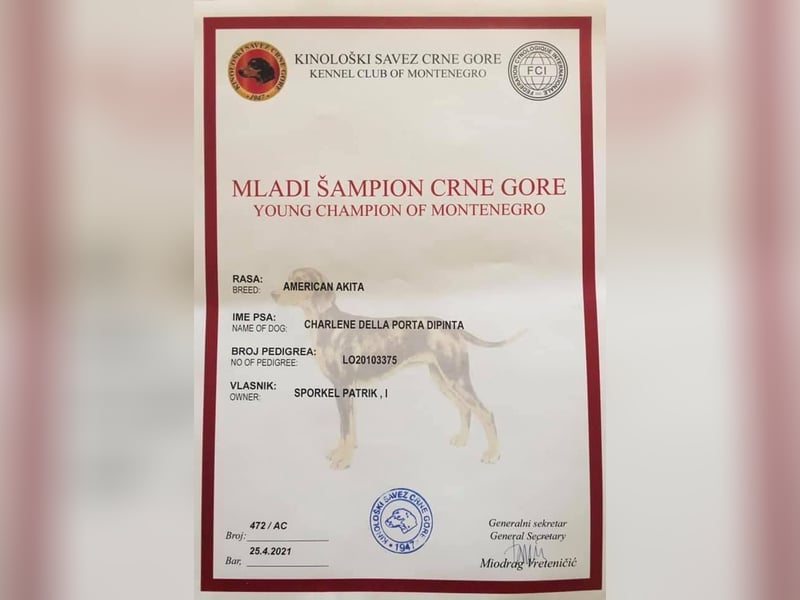 Echte reinrassiger American Akita Hündin