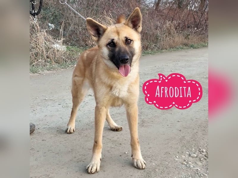 Afrodita die besonders Hübsche