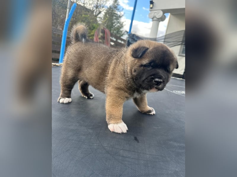 American Akita Welpen