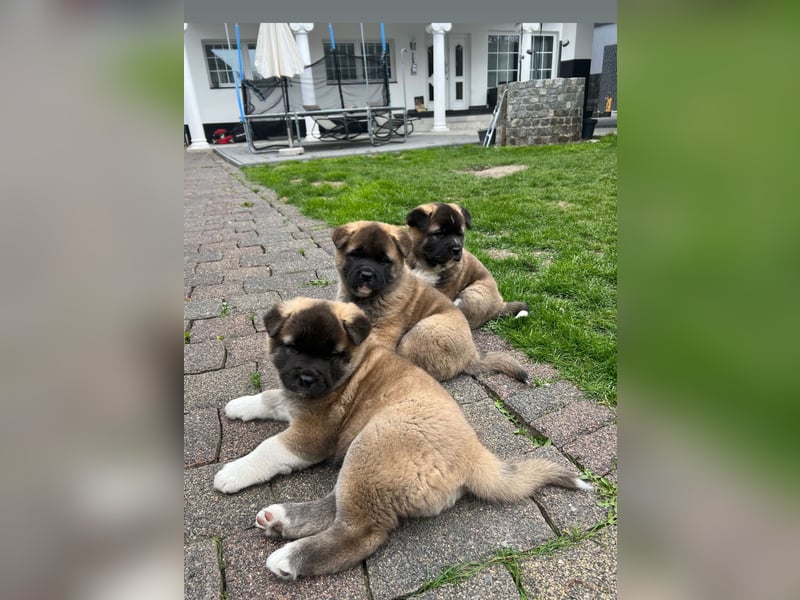 American Akita Welpen