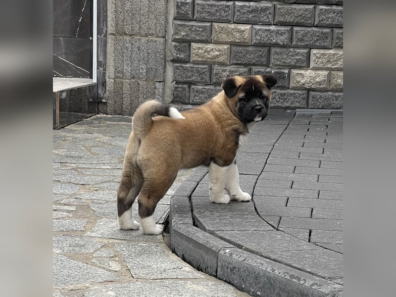 American Akita Welpen