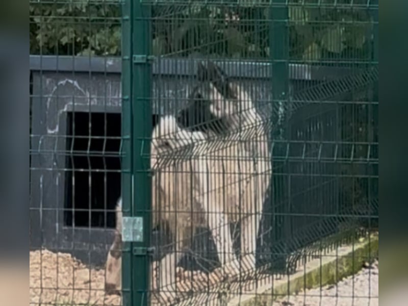 American Akita - Hündin - 2 Jahre Alt