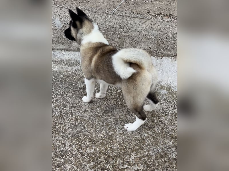 American Akita - Hündin - 2 Jahre Alt