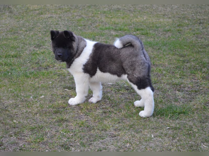 Amerikanischer Akita