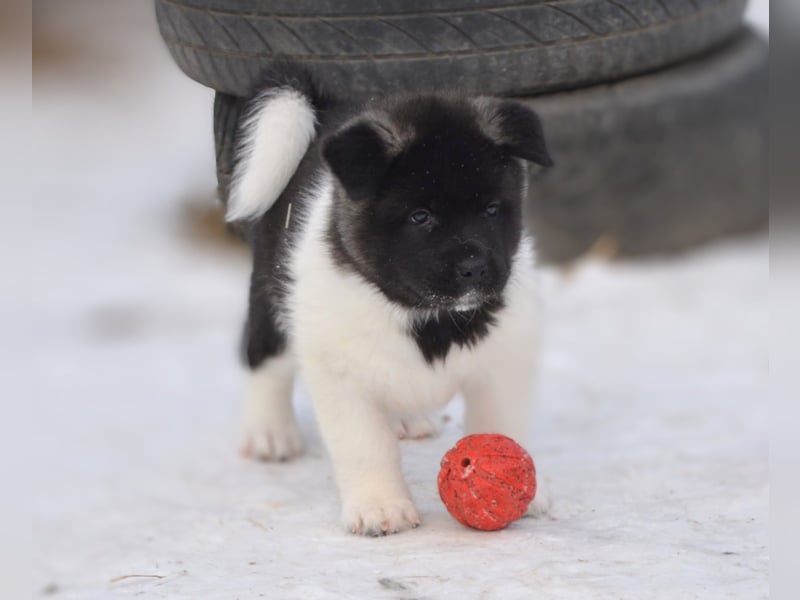 Amerikanischer Akita