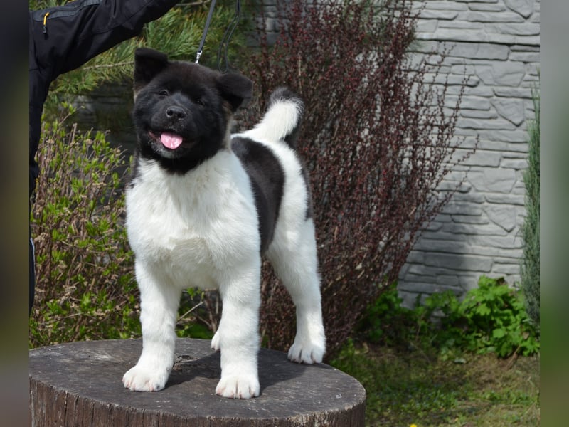 Amerikanischer Akita - der Beste