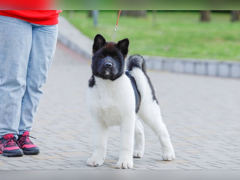 Amerikanischer Akita - der Beste