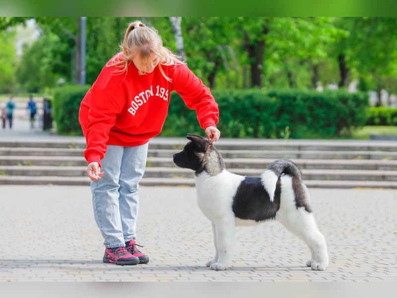 Amerikanischer Akita - der Beste