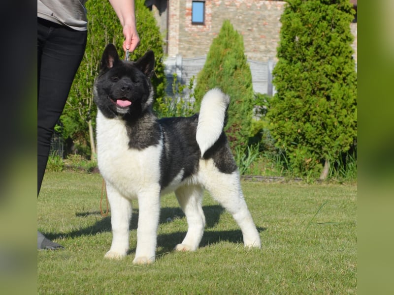 Amerikanischer Akita