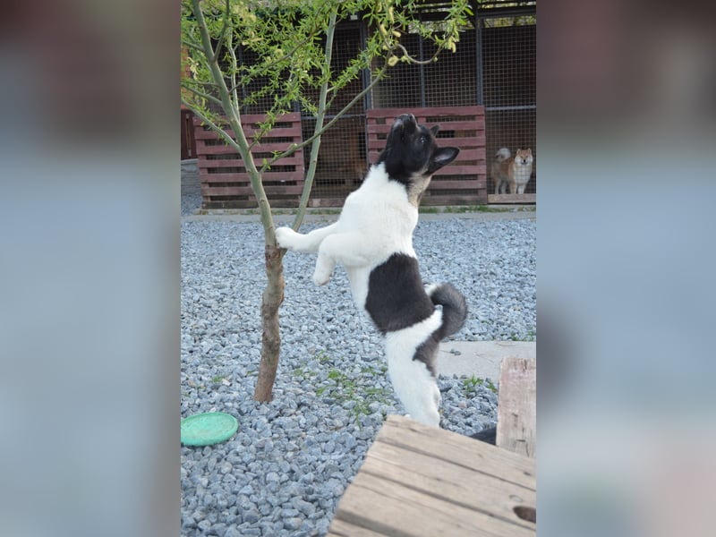 Amerikanischer Akita - der Beste