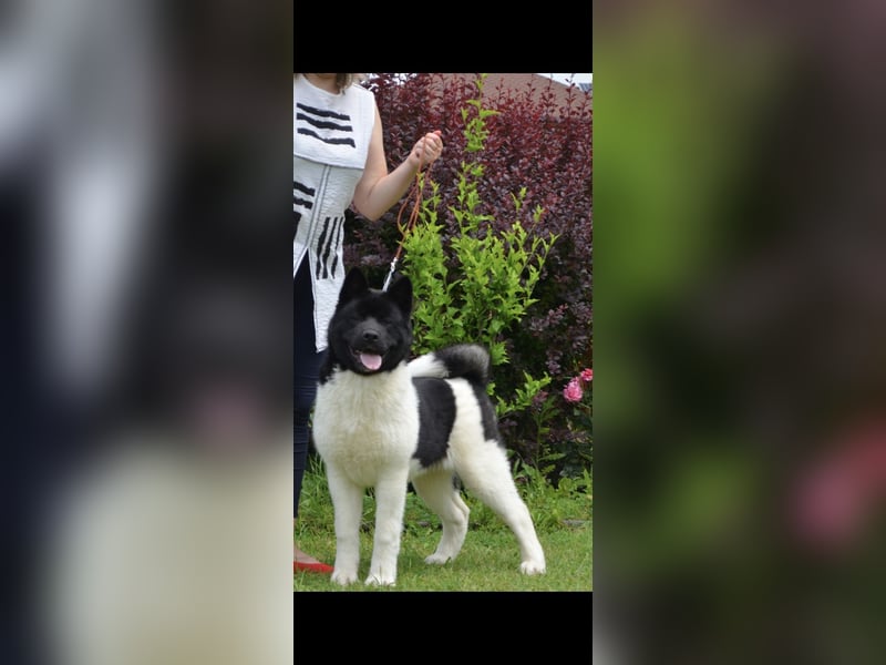 Amerikanischer Akita - der Beste