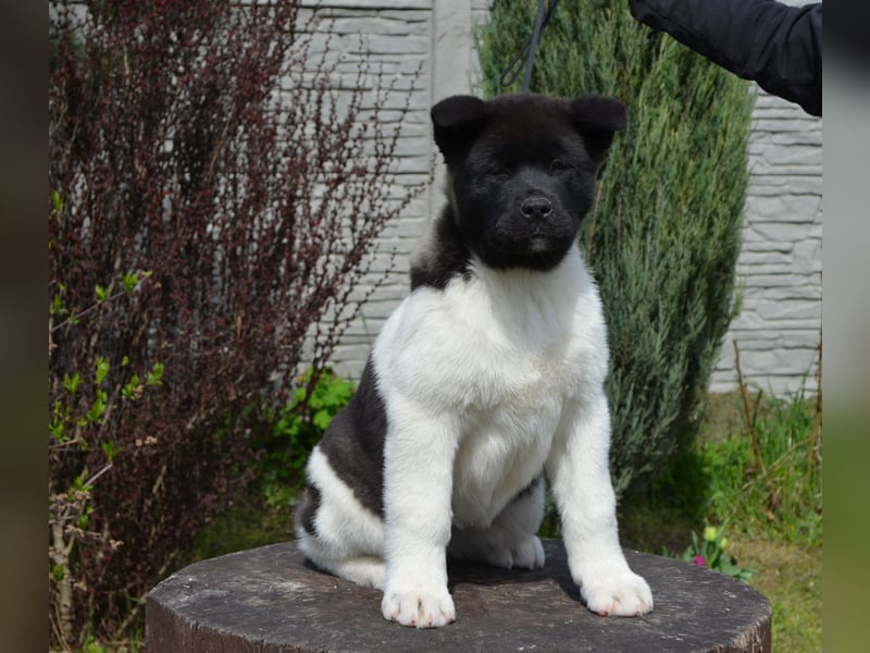 Amerikanischer Akita - der Beste