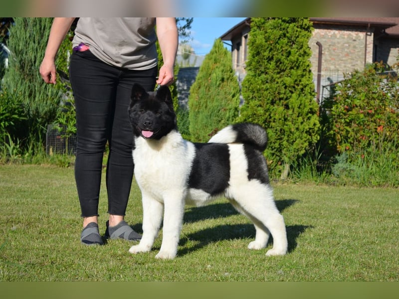 Amerikanischer Akita - der Beste