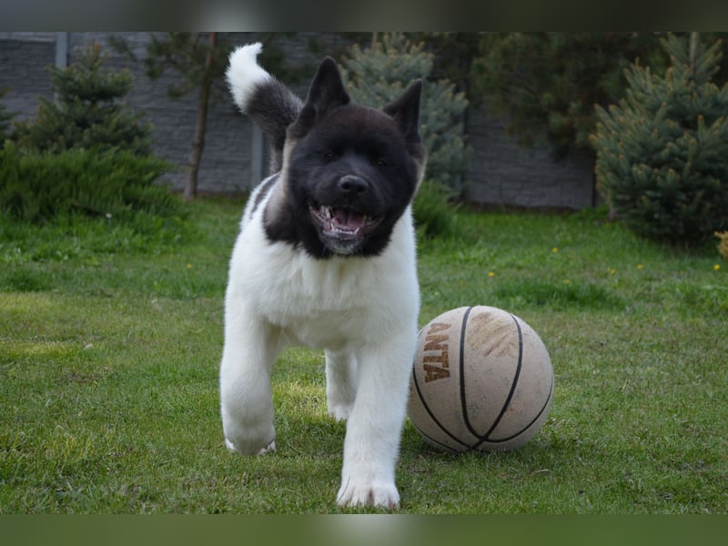 Amerikanischer Akita - der Beste