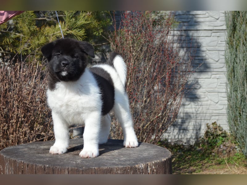 Amerikanischer Akita