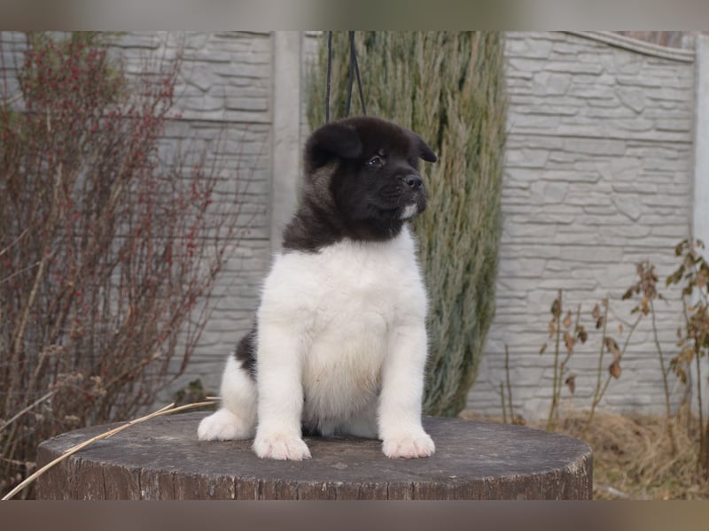 Amerikanischer Akita