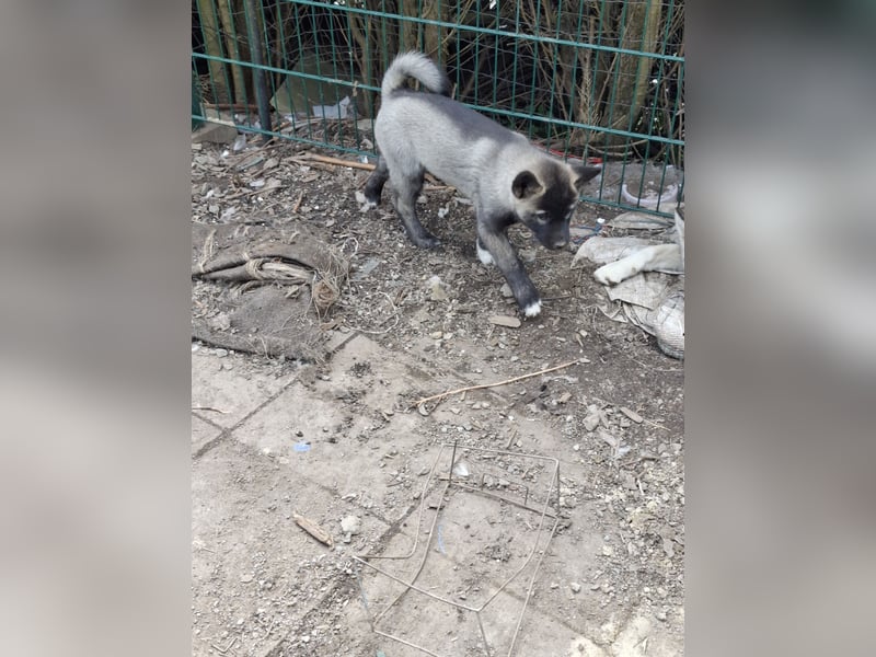 Akita - Husky Welpe