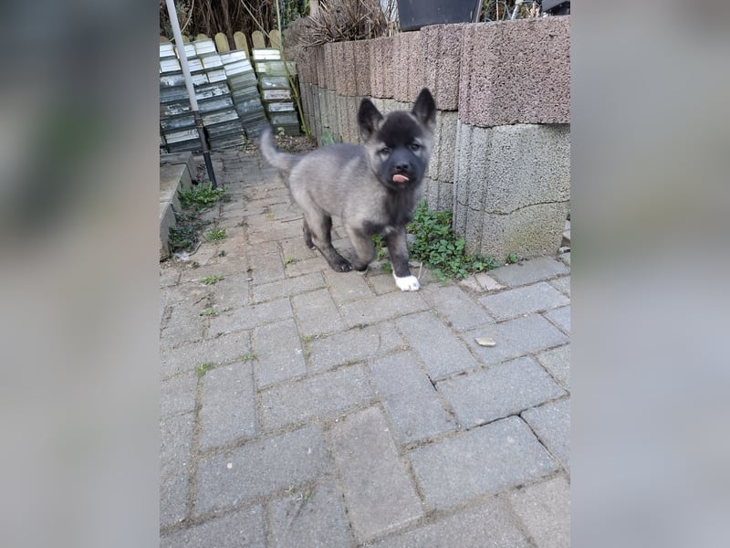 Akita - Husky Welpe
