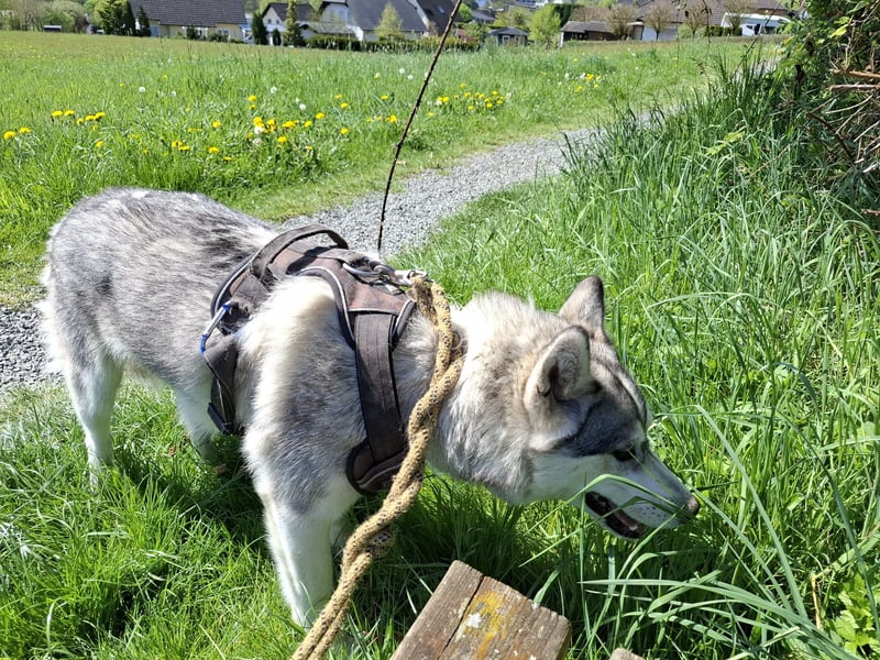 Akita - Husky Weibchen 1 Jahr alt