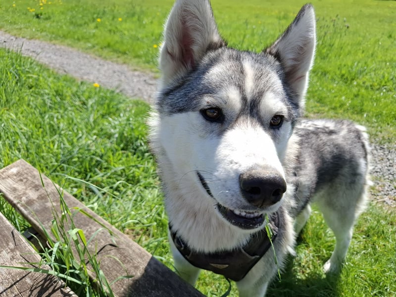Akita - Husky Weibchen 1 Jahr alt