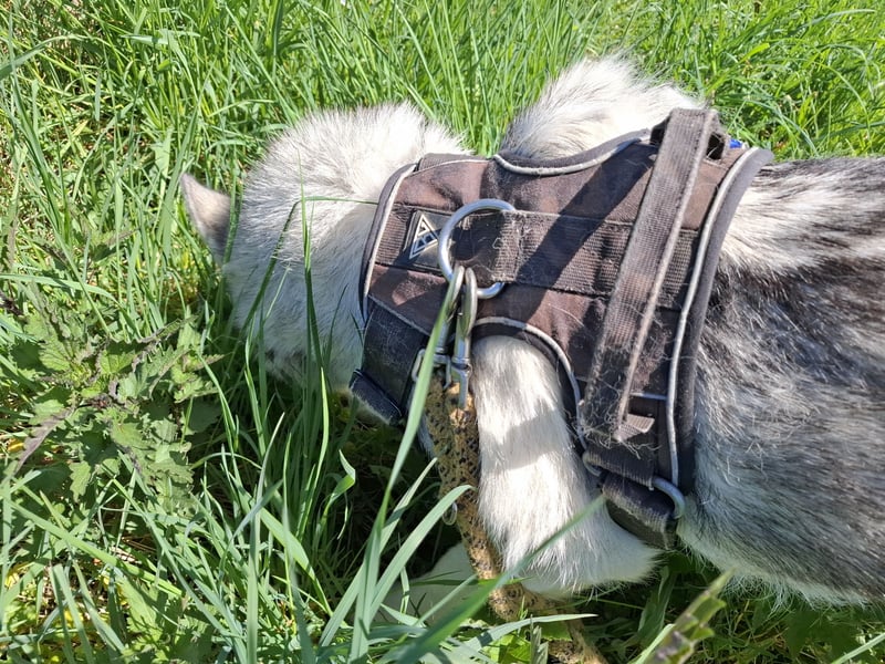 Akita - Husky Weibchen 1 Jahr alt