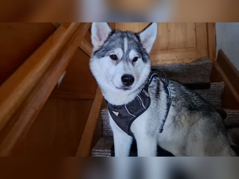 Akita - Husky Weibchen 1 Jahr alt